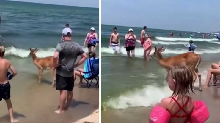 Cervo in spiaggia intrattiene i bagnanti