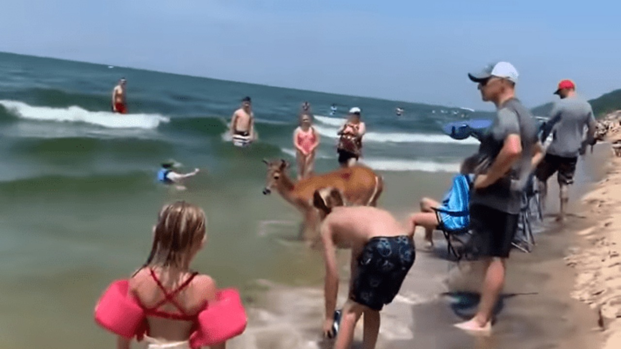 Cervo in spiaggia intrattiene i bagnanti