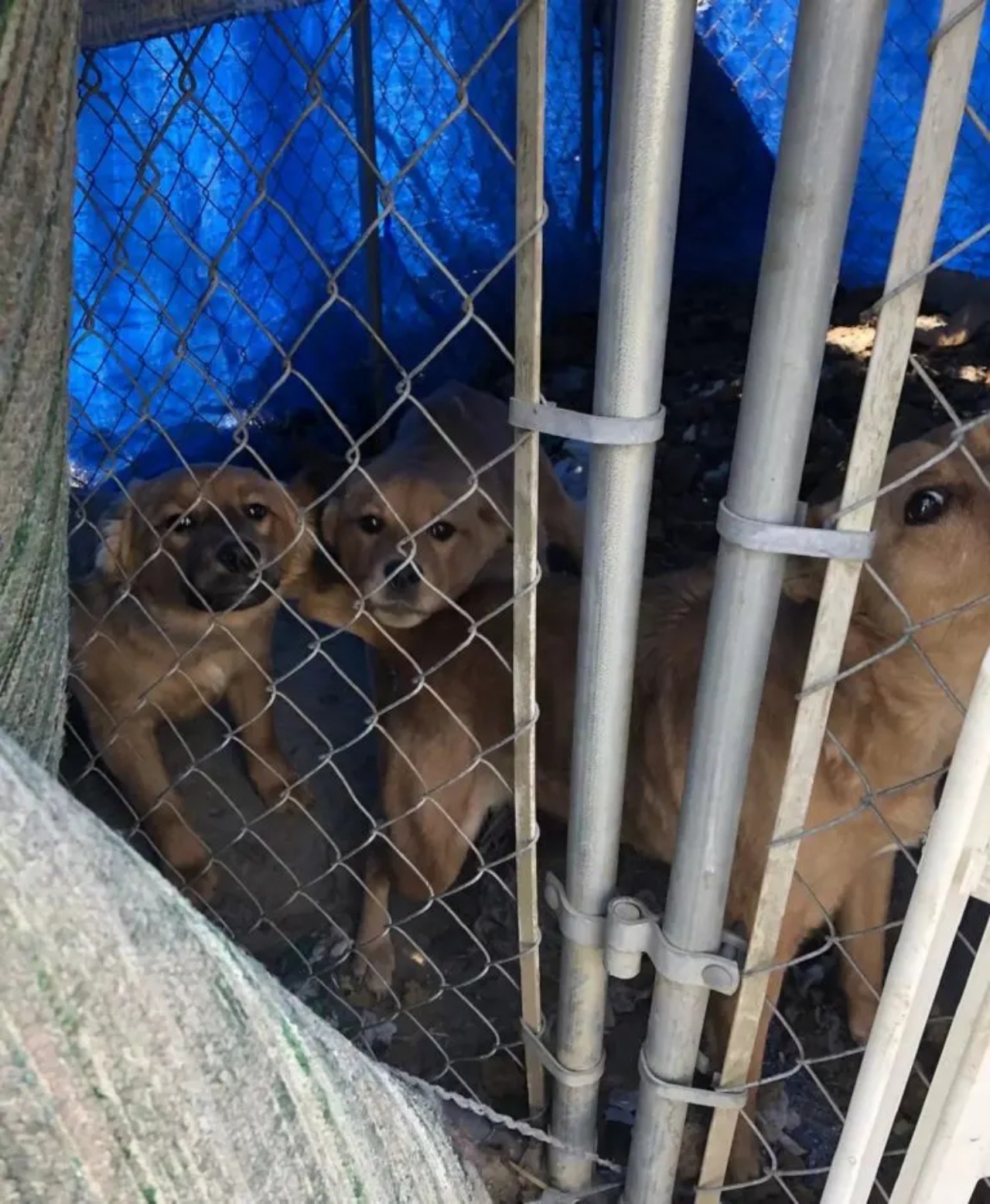 Cuccioli si abbracciano