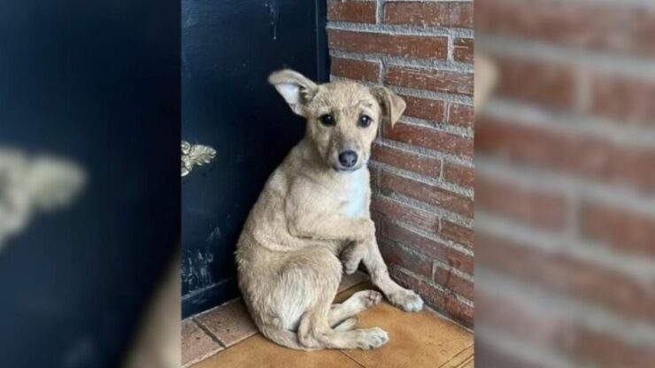 Cucciolo chiede al suo proprietario di rientrare in casa