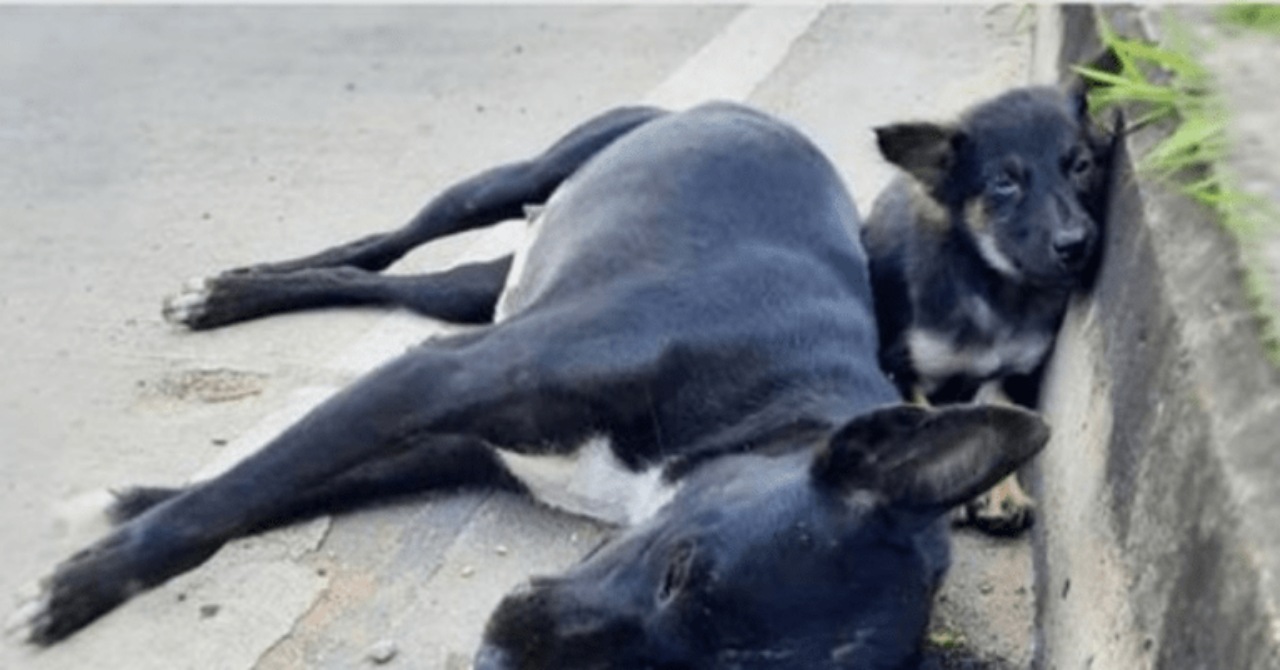 Cucciolo non abbandona la madre e gli resta affianco