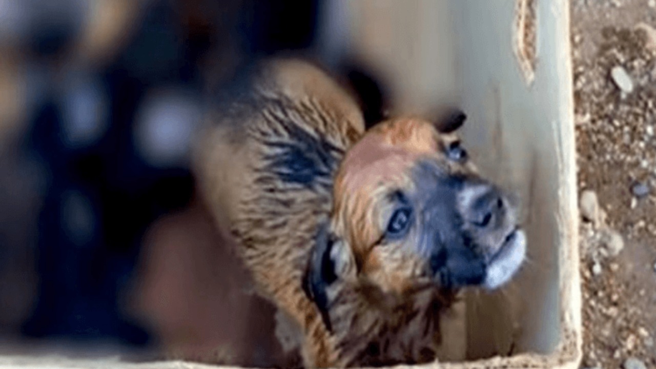 Cucciolo trovato in una scatola