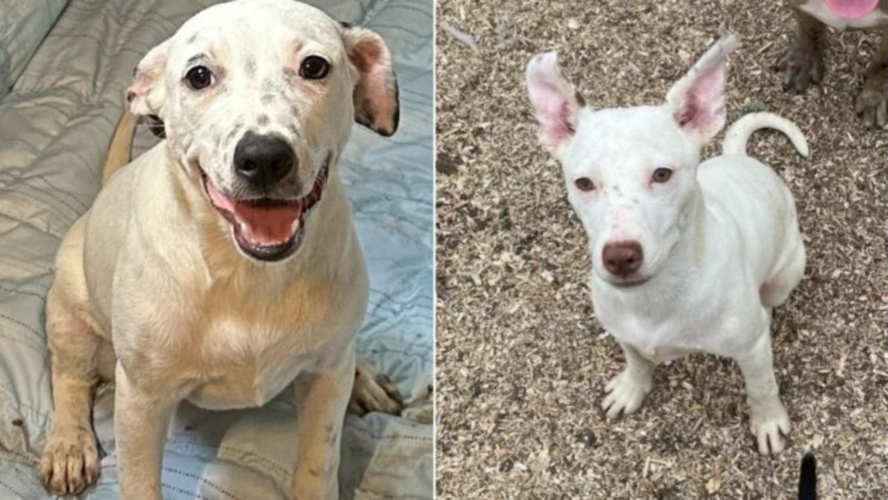 Due cuccioli festeggiano il compleanno insieme