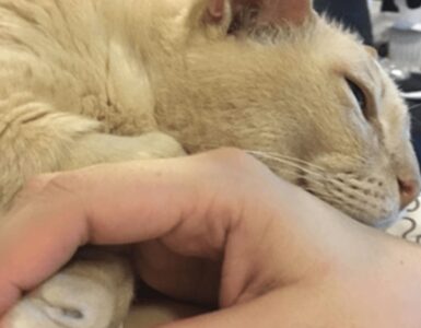 Gatto anziano adottato a 13 anni