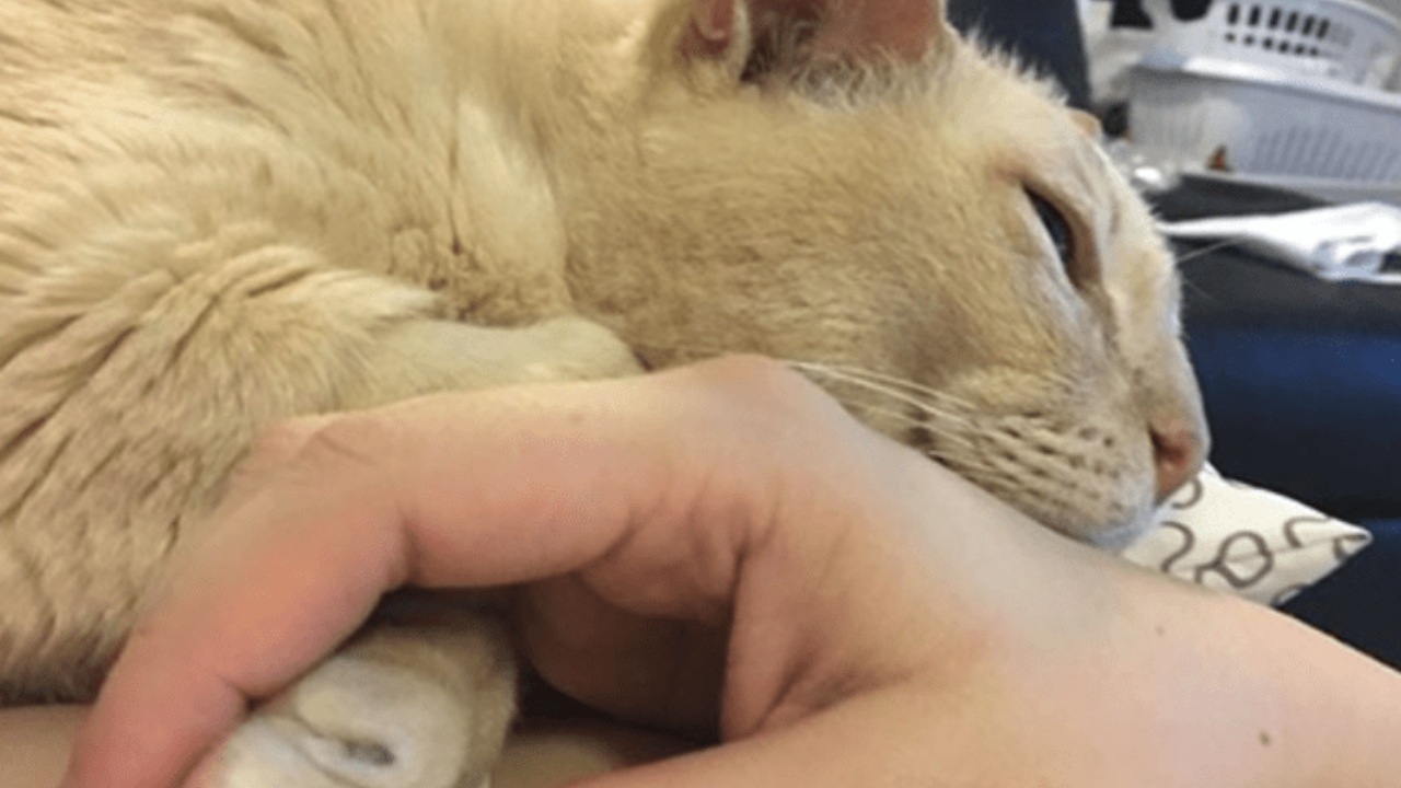 Gatto anziano adottato a 13 anni