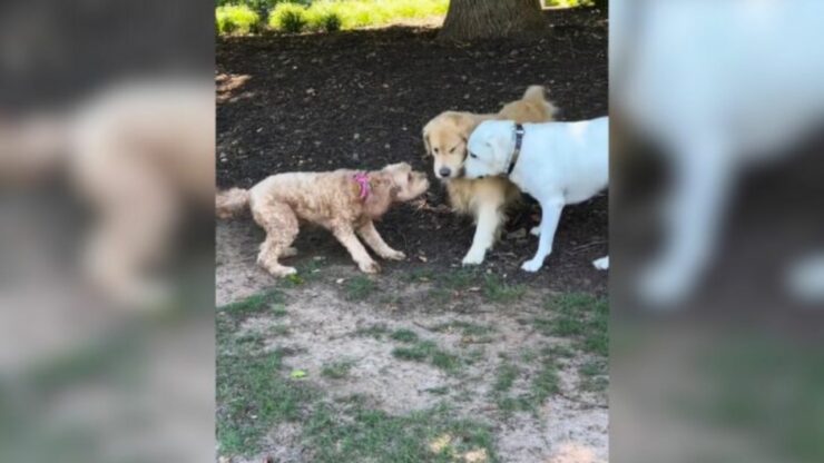 Goldendoodle ritrova le sue amiche