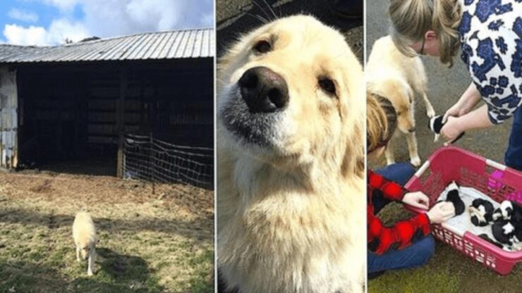 Mamma cane perde la sua cucciolata