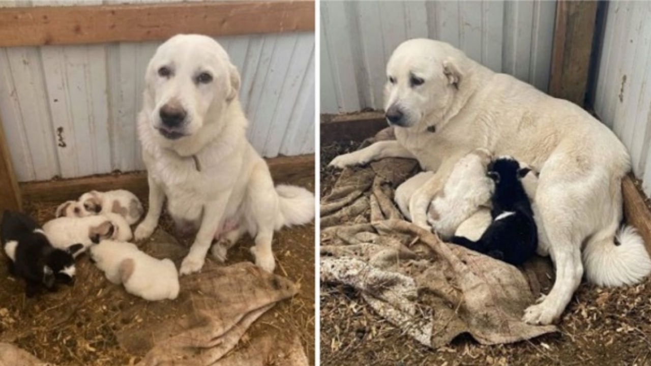 Mamma cane adotta una capretta