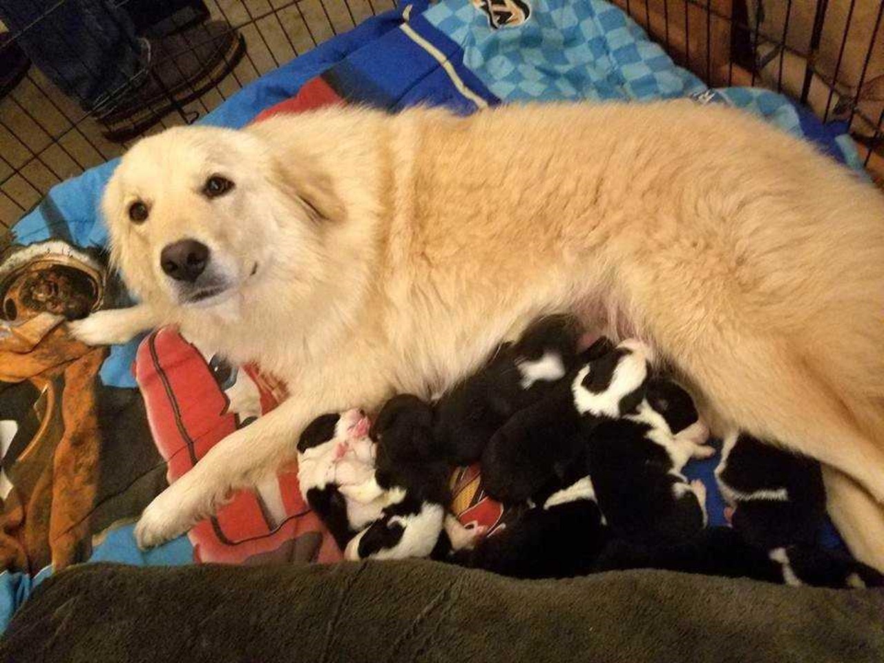 Mamma cane perde la sua cucciolata