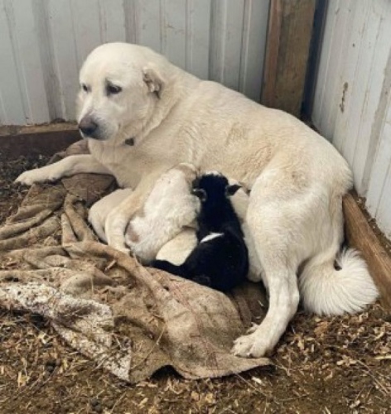 Mamma cane adotta una capretta