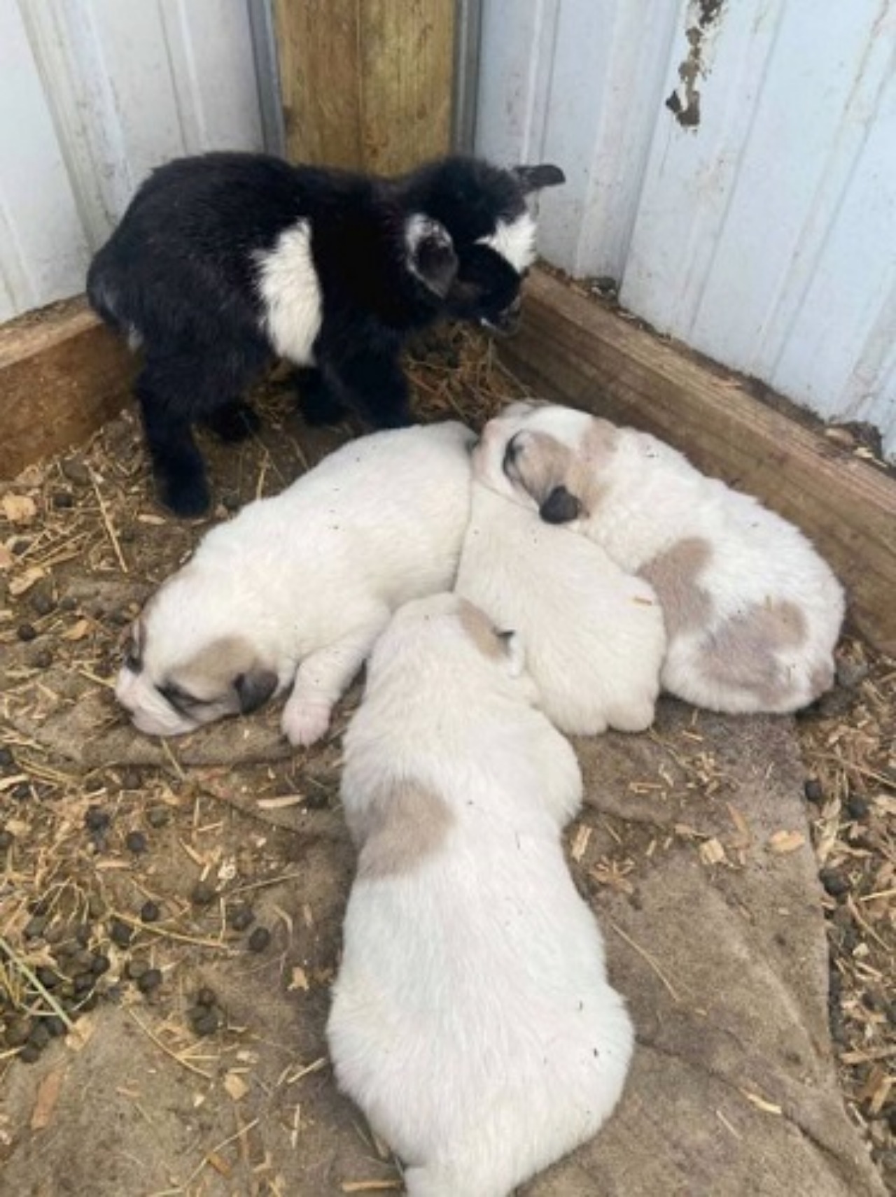 Mamma cane adotta una capretta