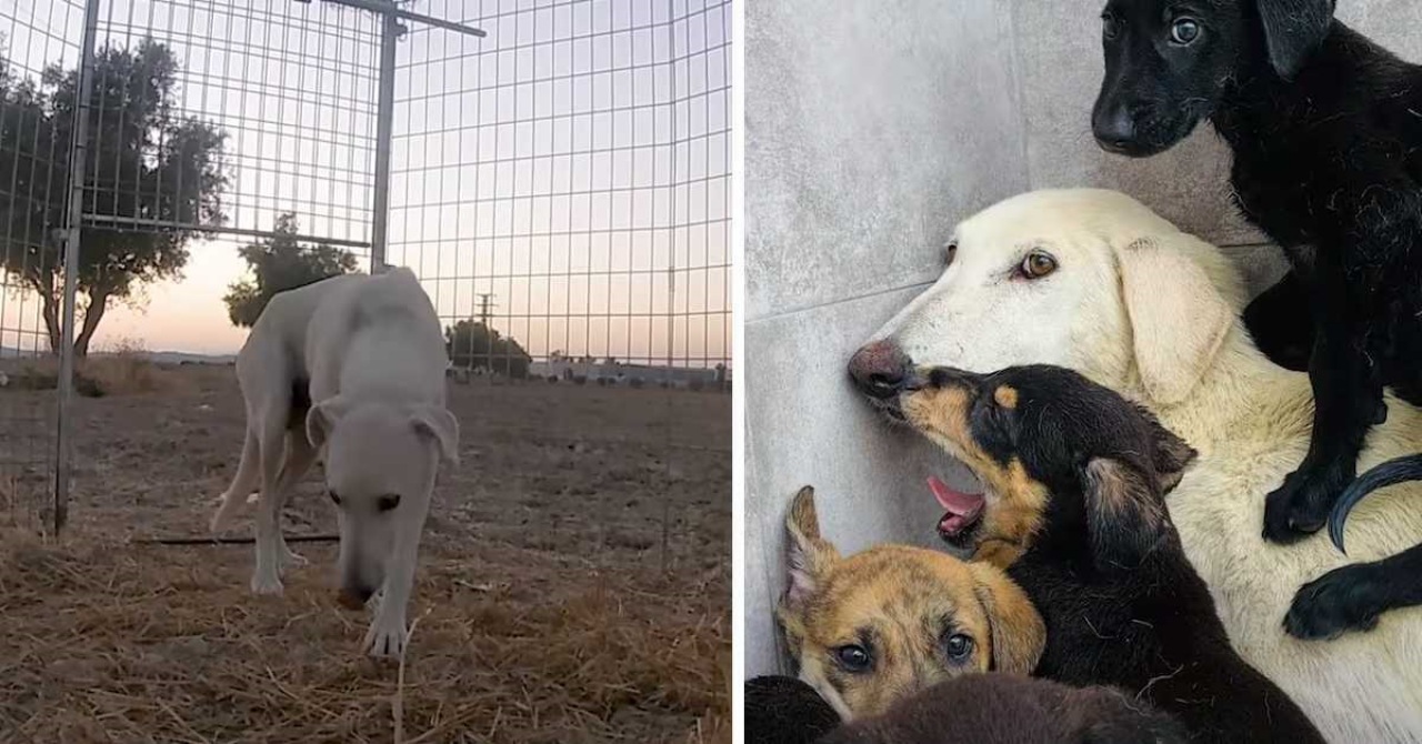 Mamma protegge i suoi cuccioli