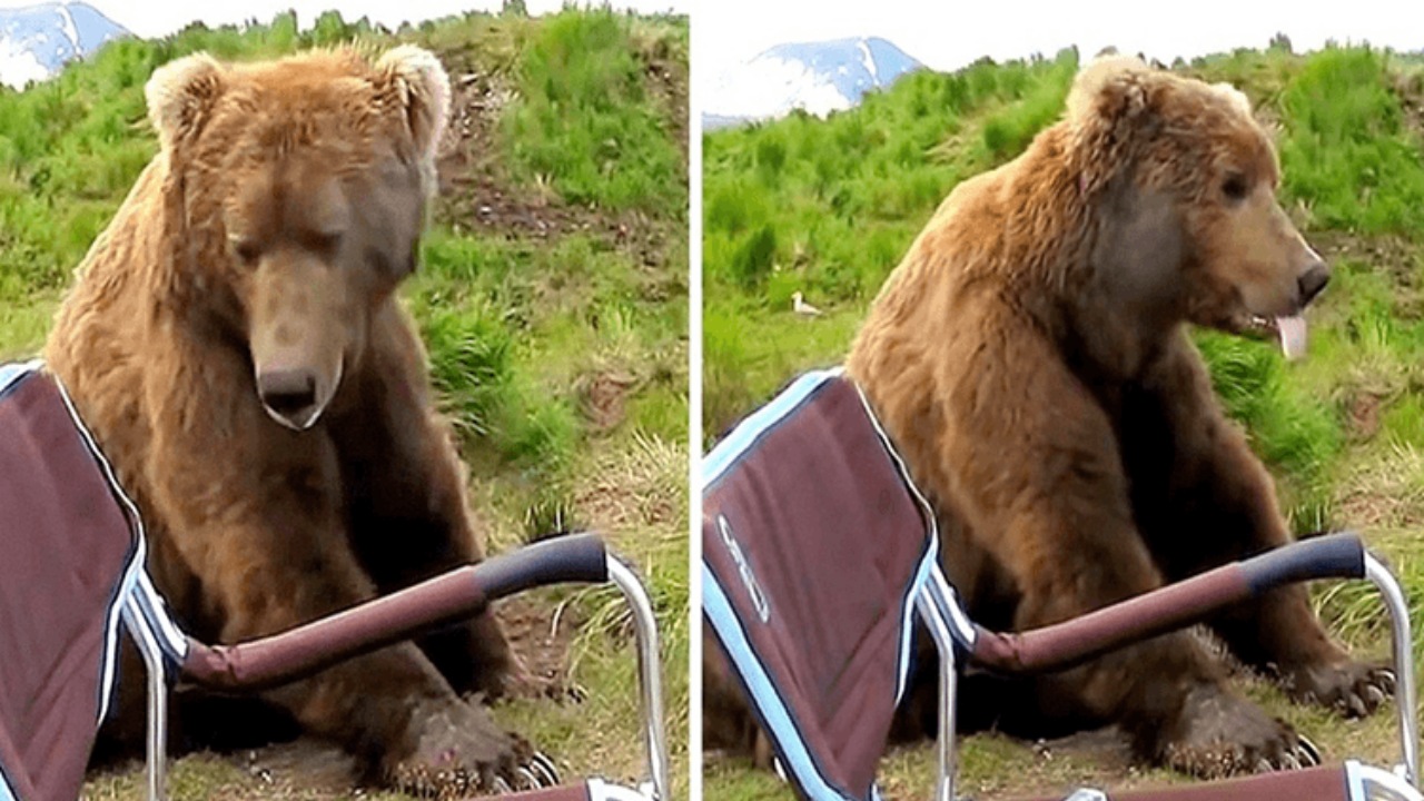 Orso si siede accanto ad un fotografo