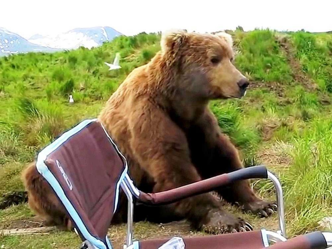 Orso si siede accanto ad un fotografo