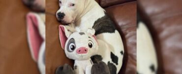 Pitbull trova conforto in un giocattolo