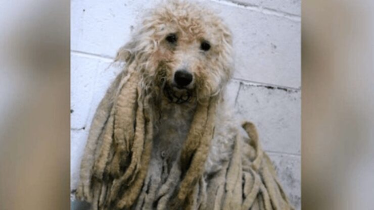 Barboncino con i dreadlocks