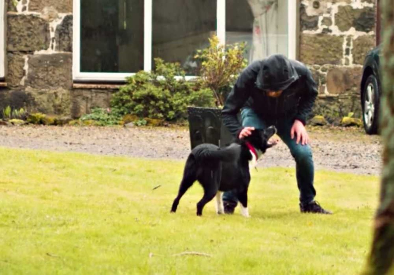 Border Collie trovato sotto le rocce