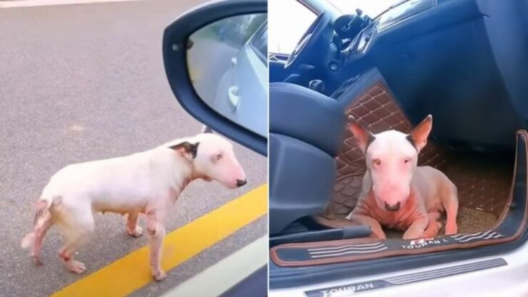 Cagnolina gravida cerca aiuto