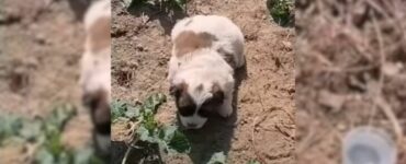 Cagnolino sviene sotto al sole