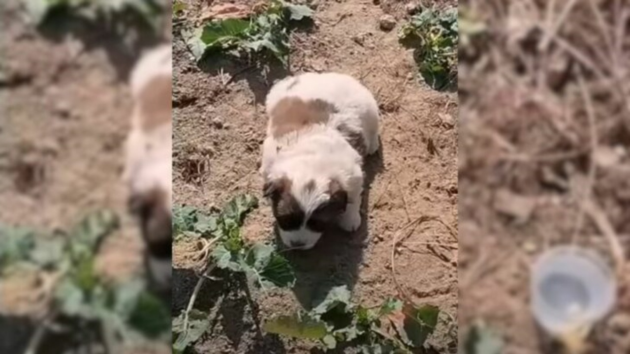 Cagnolino sviene sotto al sole