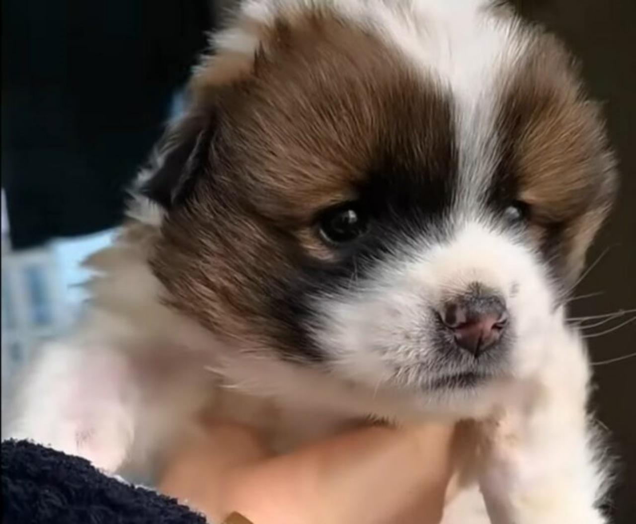 Cagnolino sviene sotto al sole