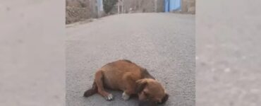 Cane abbandonato per strada