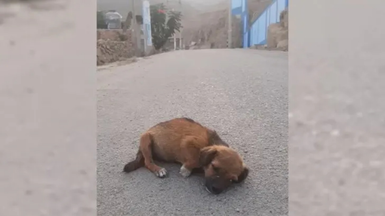 Cane abbandonato per strada