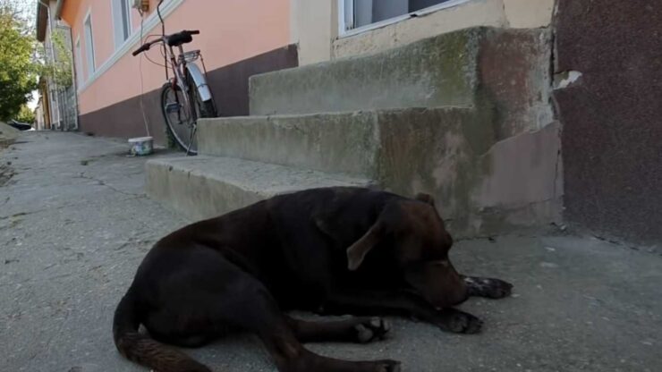 Cane aspetta un'anima gentile