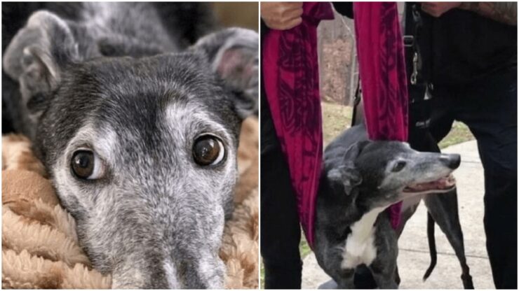 Cane decide di lottare per la sua vita