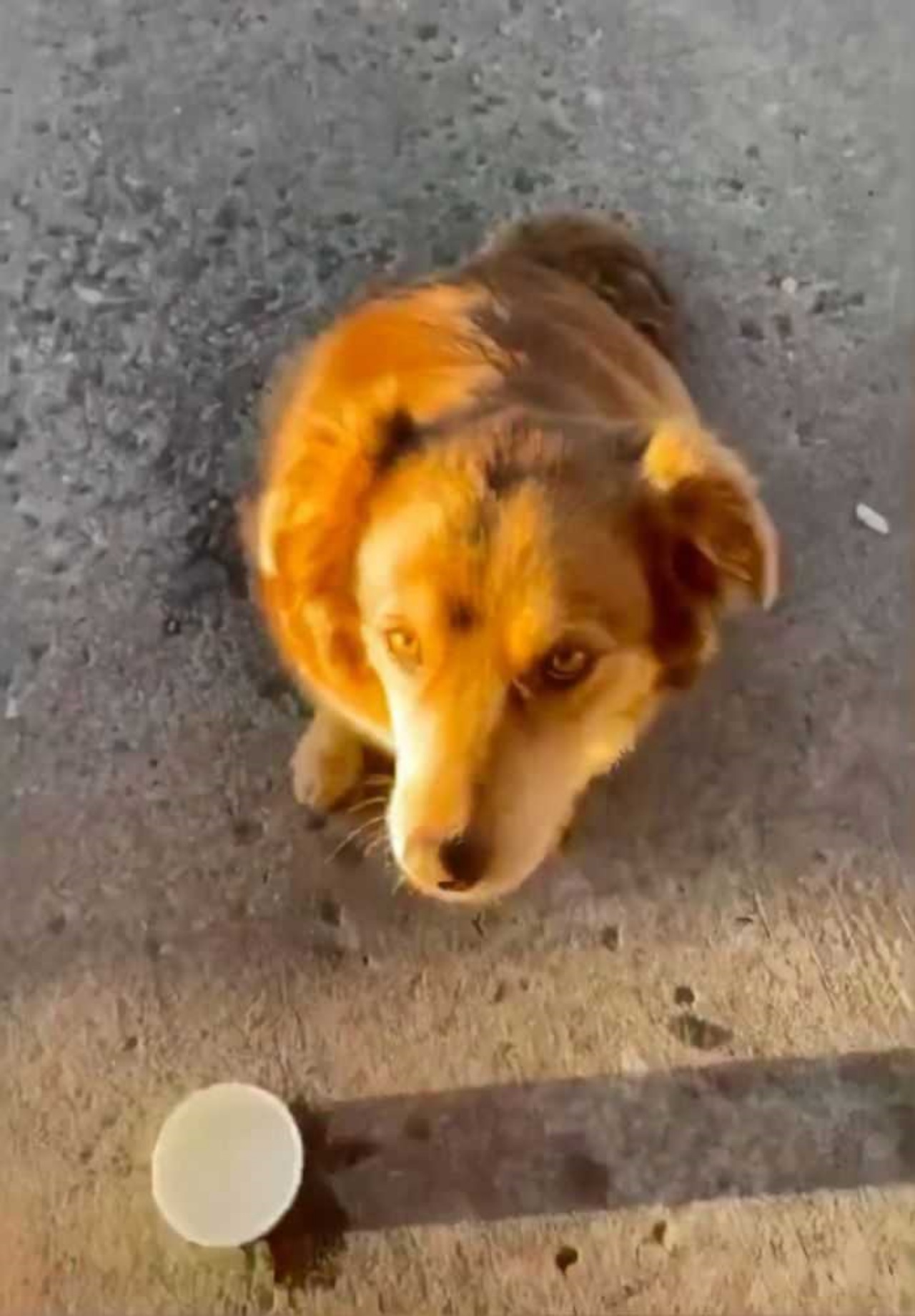 Cane riceve un pasto serale ogni giorno