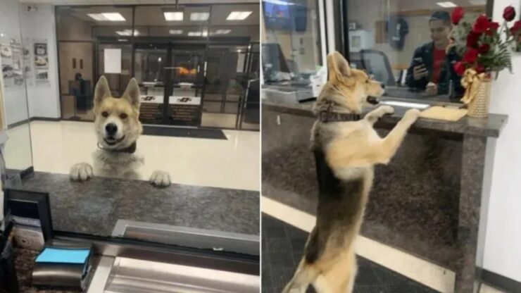 Cane chiede aiuto alla polizia