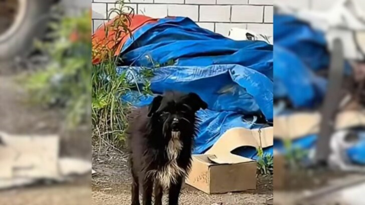 Cane abbandonato dal suo padrone