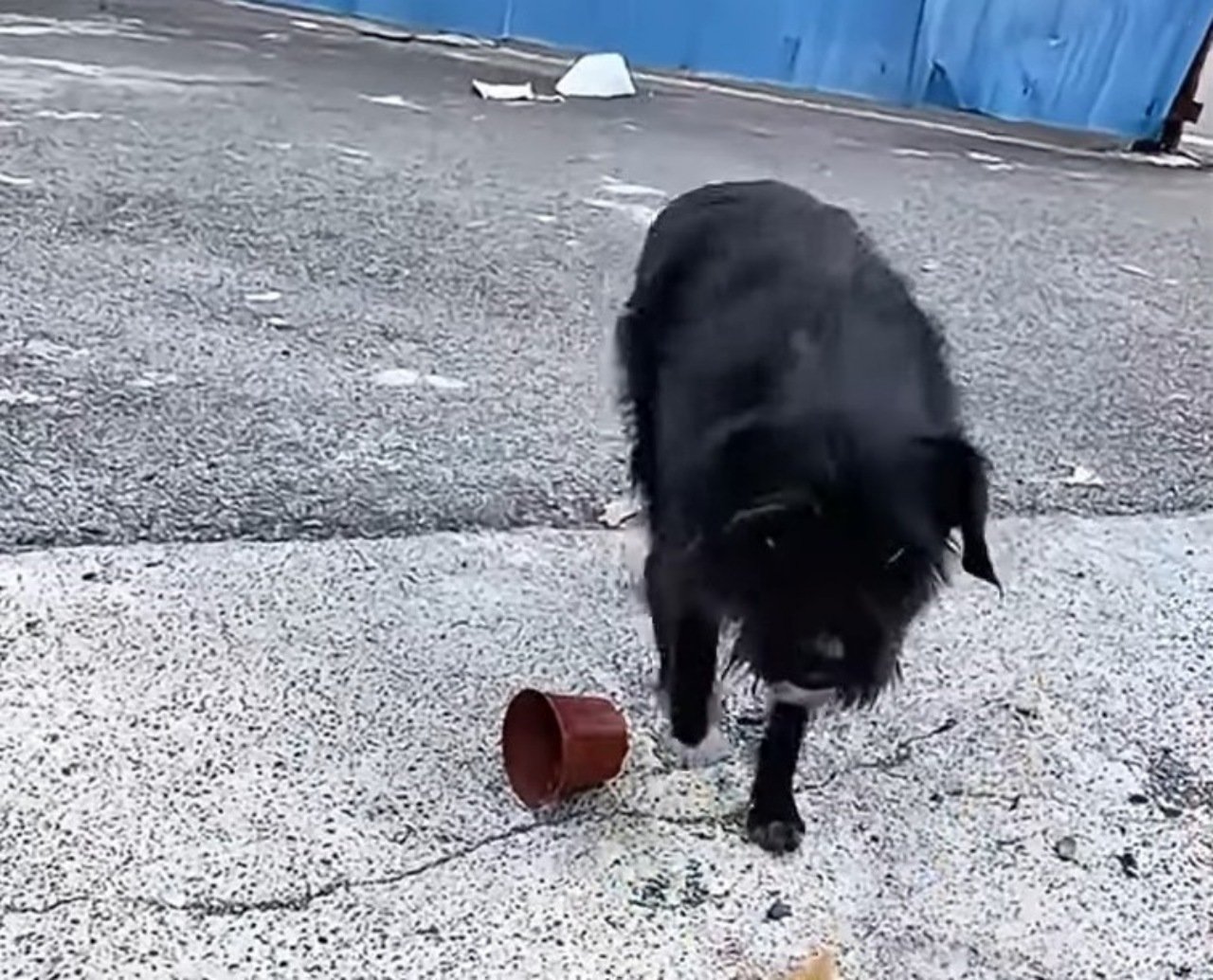 Cane abbandonato dal suo padrone