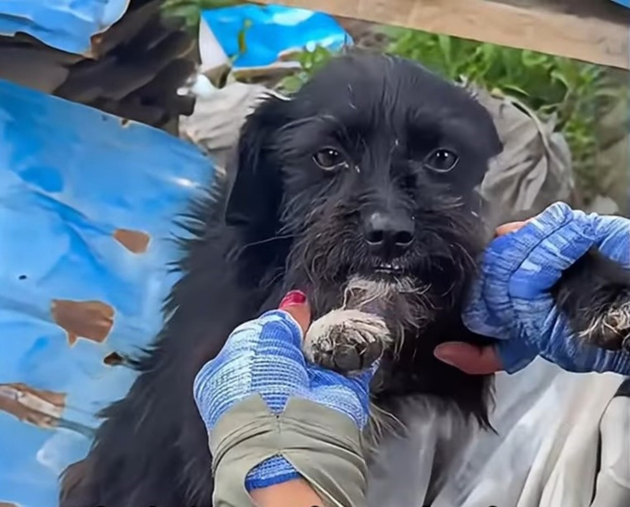 Cane abbandonato dal suo padrone