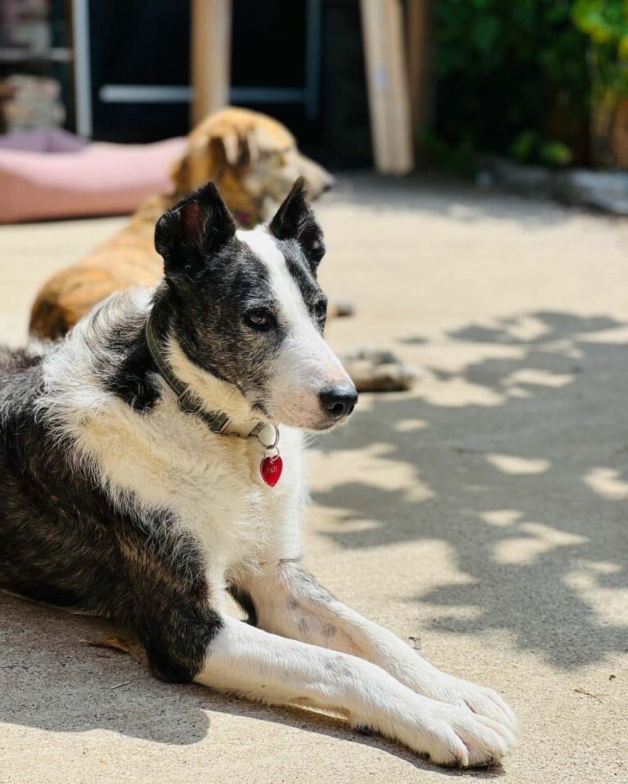 Cane anziano trova una seconda opportunità