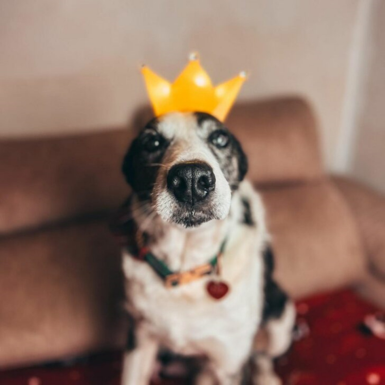 Cane anziano trova una seconda opportunità