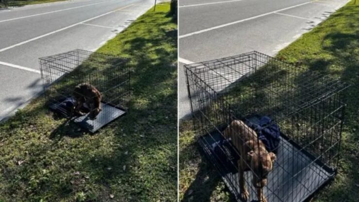 Cane intrappolato in una gabbia