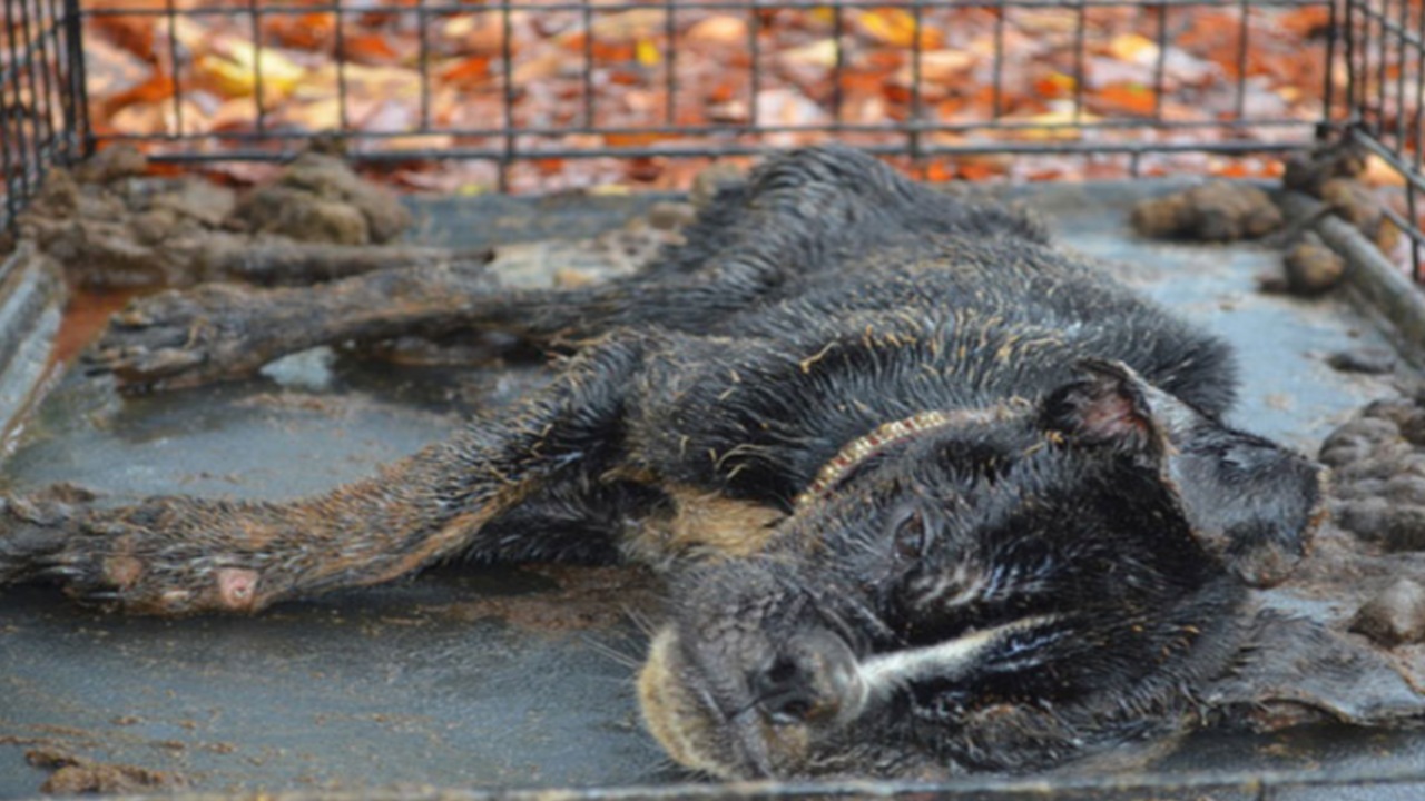 Cane morente trovato in una scatola