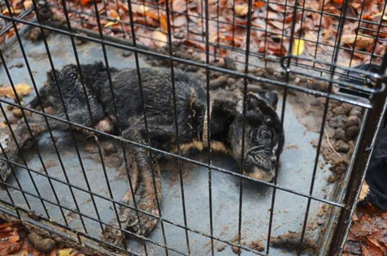 Cane morente trovato in una scatola