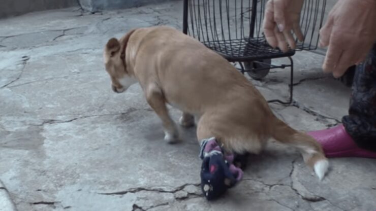 Cane paralizzato salvato da una donna