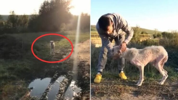 Cane randagio affamto salvato da un passante