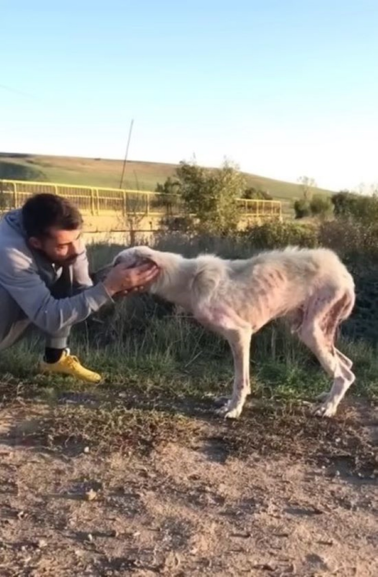 Cane randagio affamto salvato da un passante