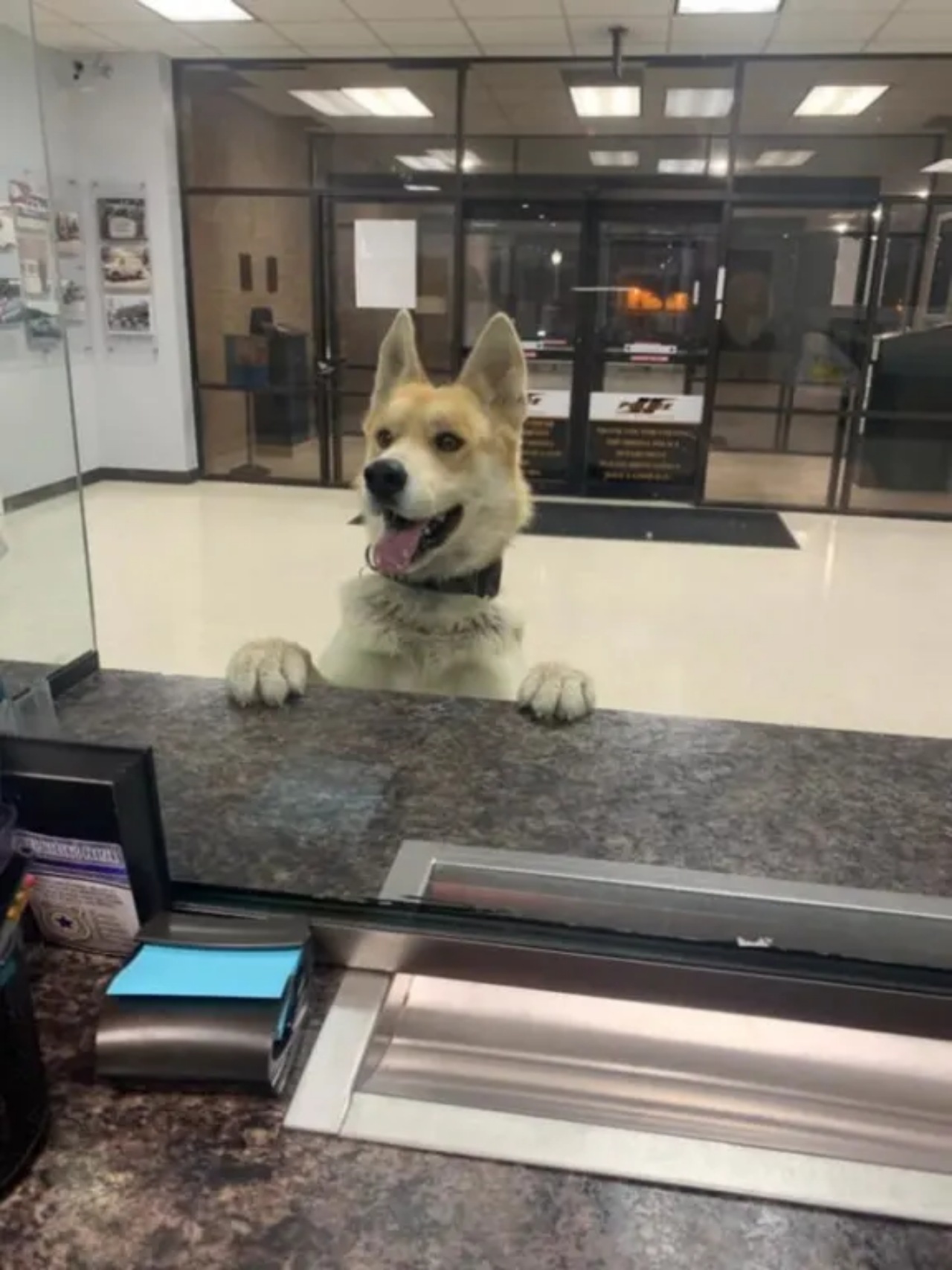 Cane chiede aiuto alla polizia