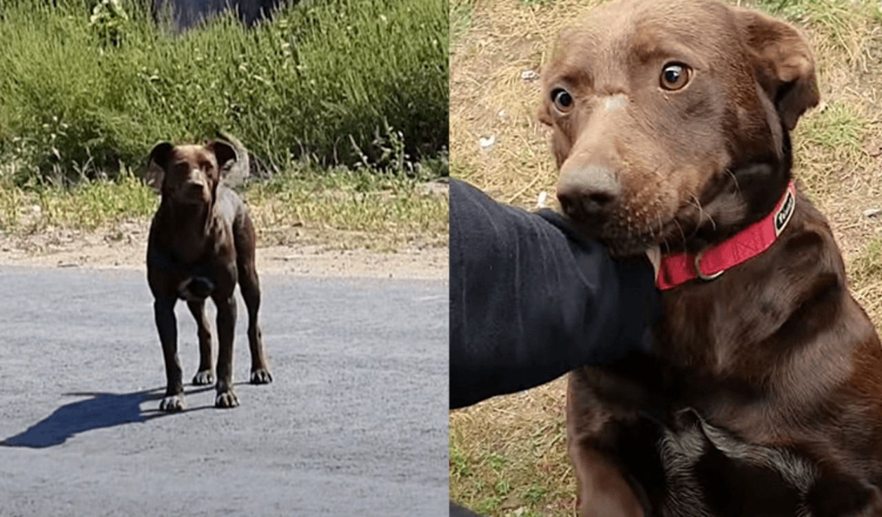 Cane aspetta un'anima gentile