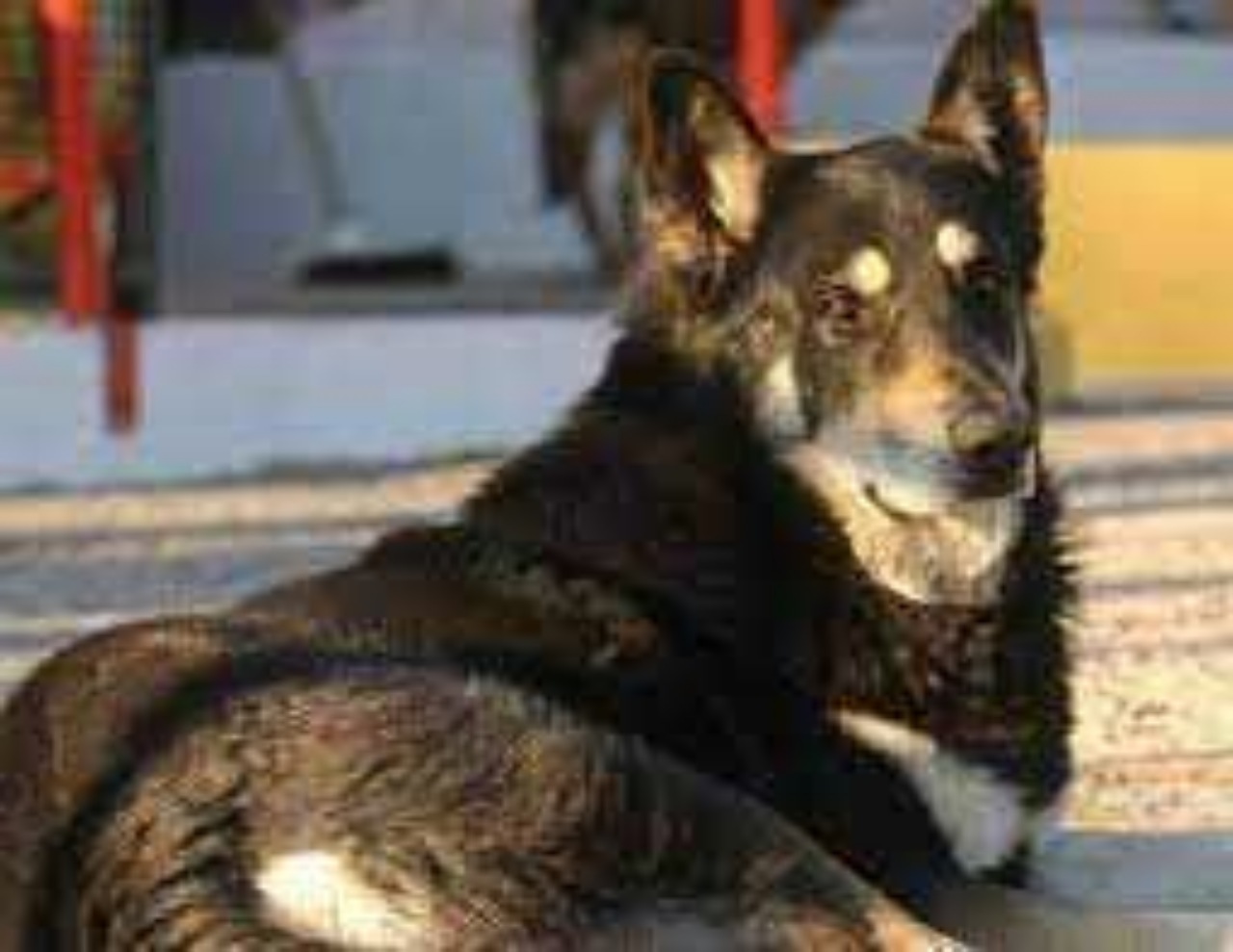 Cane veglia sulla tomba del padrone