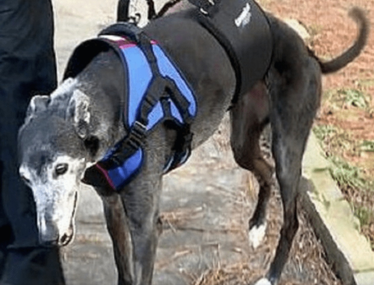 Cane decide di lottare per la sua vita