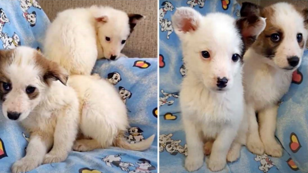 Cuccioli abbandonati nella neve