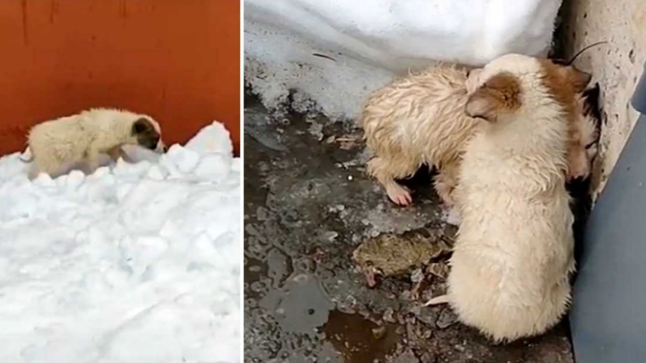 Cuccioli abbandonati nella neve