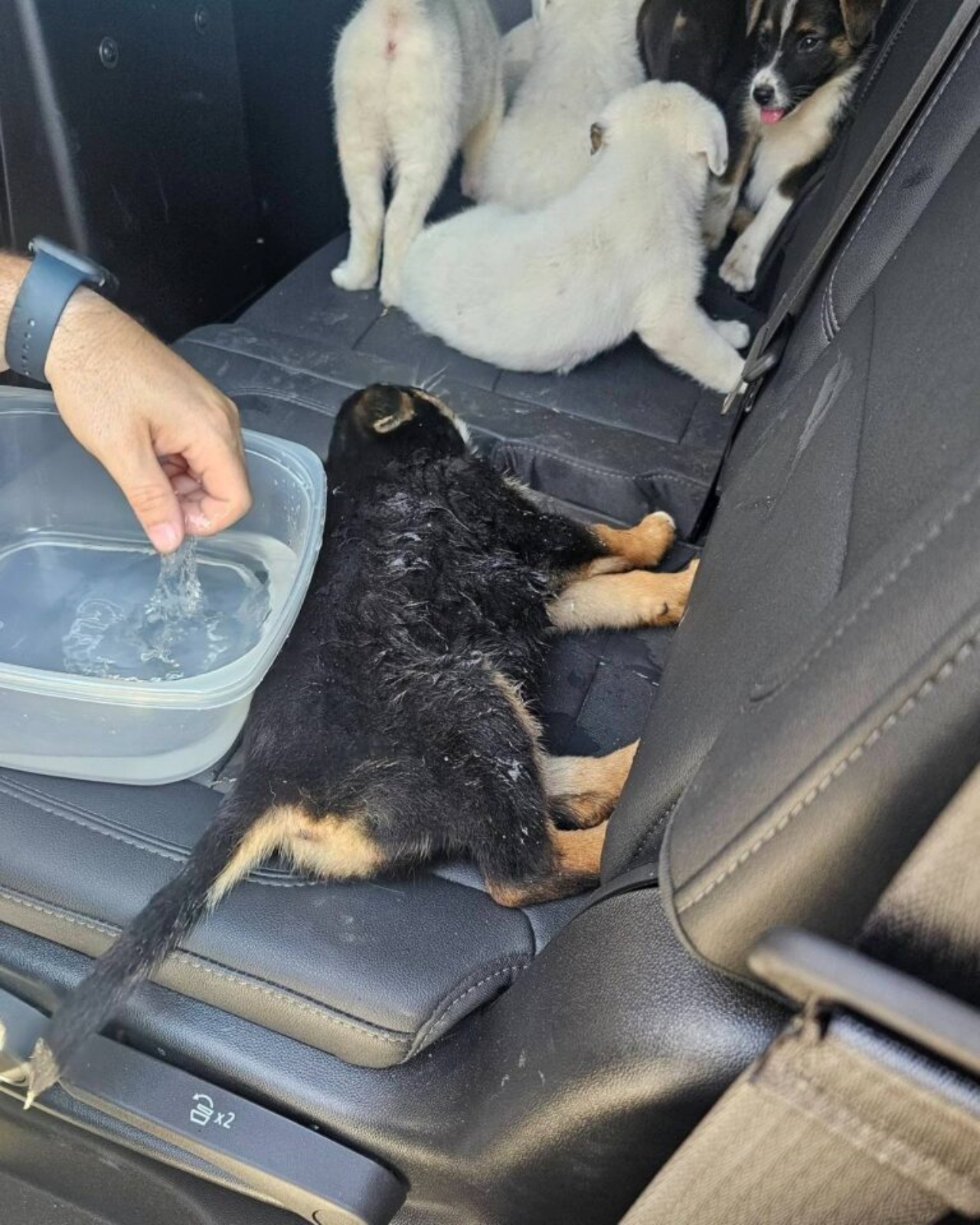 Cuccioli lasciati sotto al sole