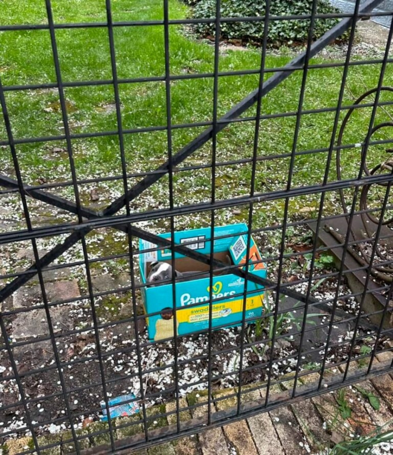 Cucciolo abbandonato in una scatola di pannolini